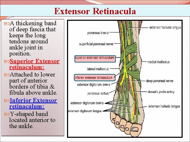 Extensor Retinacula A thickening band of deep fascia that keeps the long tendons around