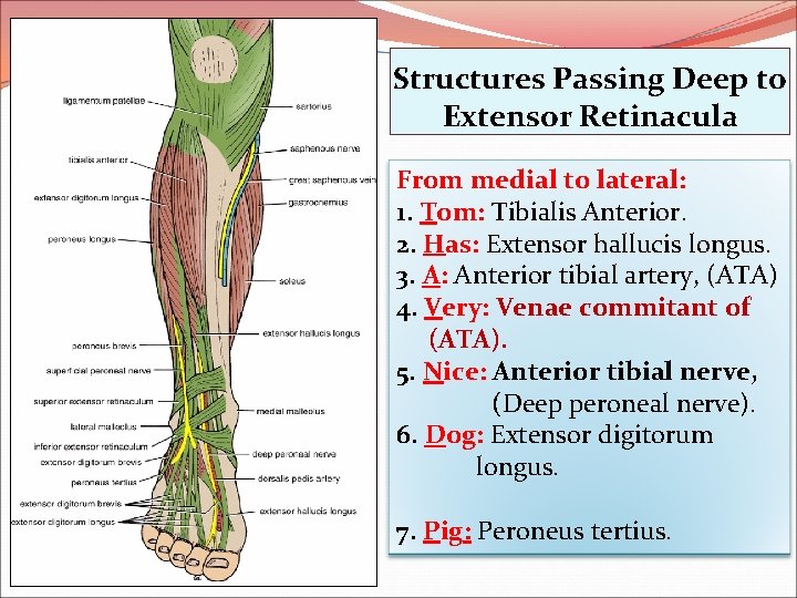 Structures Passing Deep to Extensor Retinacula From medial to lateral: 1. Tom: Tibialis Anterior.