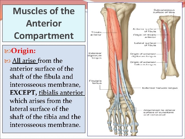 Muscles of the Anterior Compartment Origin: All arise from the anterior surface of the