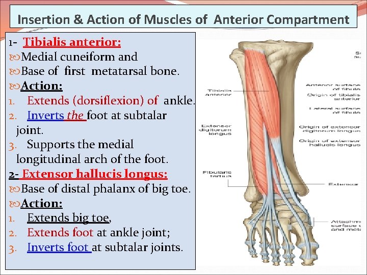 Insertion & Action of Muscles of Anterior Compartment 1 - Tibialis anterior: Medial cuneiform