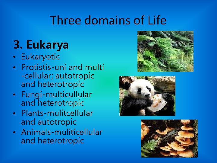 Three domains of Life 3. Eukarya • Eukaryotic • Protistis-uni and multi -cellular; autotropic