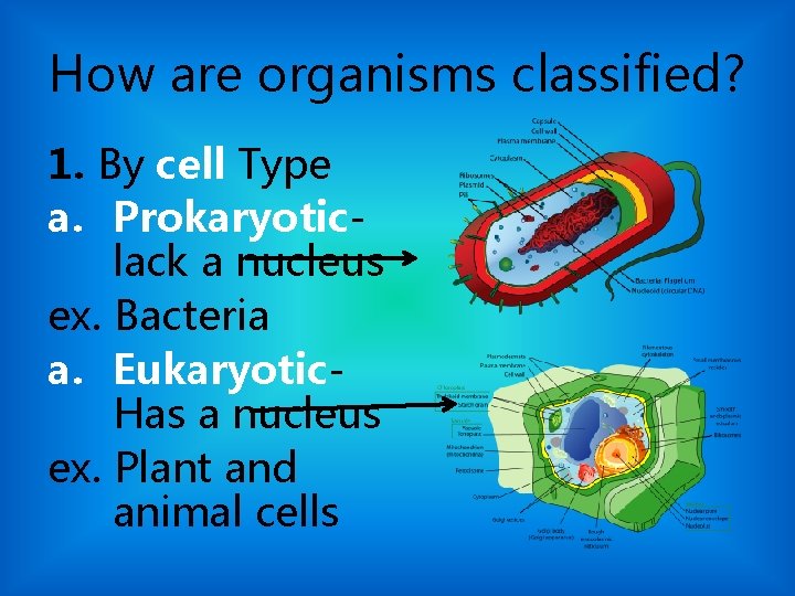 How are organisms classified? 1. By cell Type a. Prokaryoticlack a nucleus ex. Bacteria