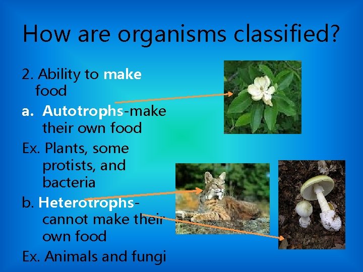 How are organisms classified? 2. Ability to make food a. Autotrophs-make their own food