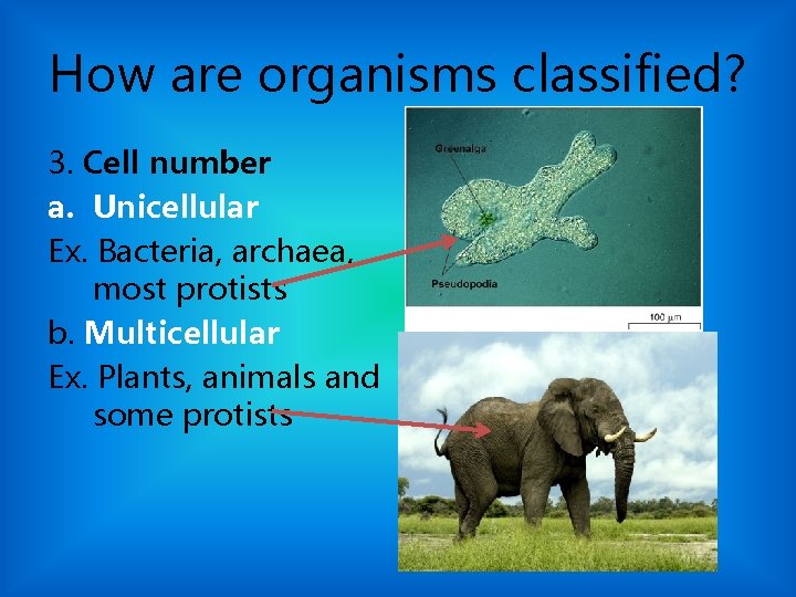 How are organisms classified? 3. Cell number a. Unicellular Ex. Bacteria, archaea, most protists