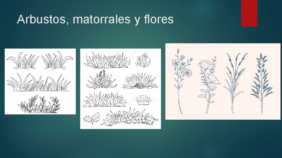 Arbustos, matorrales y flores 