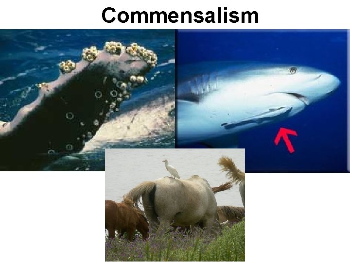 Commensalism Commensalism