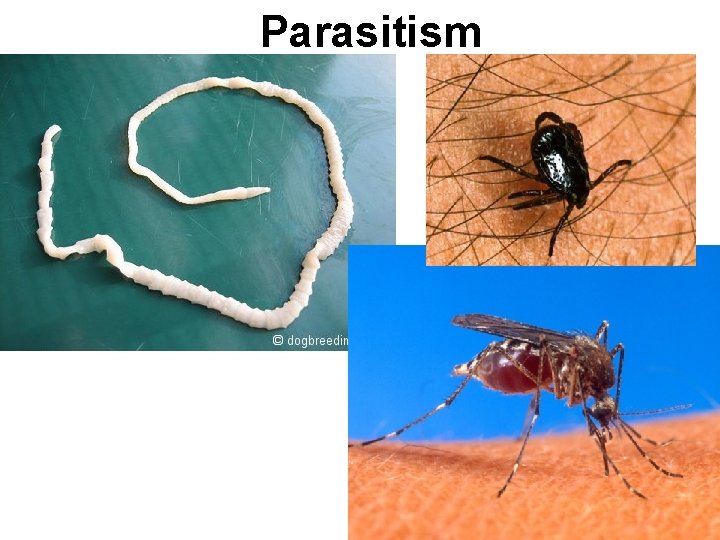 Parasitism Parasitism