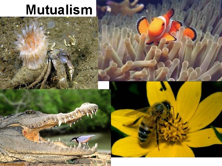 Mutualism Mutualism