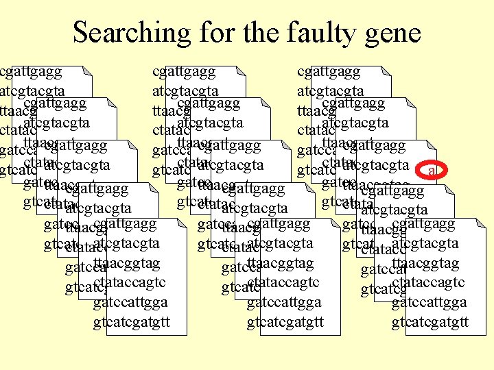 Searching for the faulty gene cgattgagg atcgtacgta atcgta cgattgagg ttaacggtag atcgtacgta atcgta ctataccagtc ttaacggtag