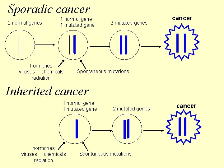 Sporadic cancer 2 normal genes 1 normal gene 1 mutated gene hormones viruses chemicals