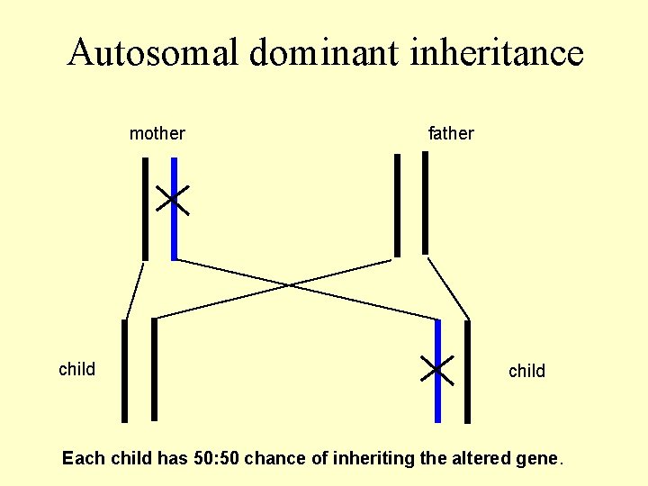 Autosomal dominant inheritance mother child father child Each child has 50: 50 chance of