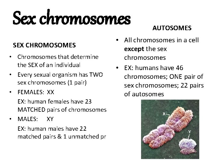Sex chromosomes SEX CHROMOSOMES • Chromosomes that determine the SEX of an individual •