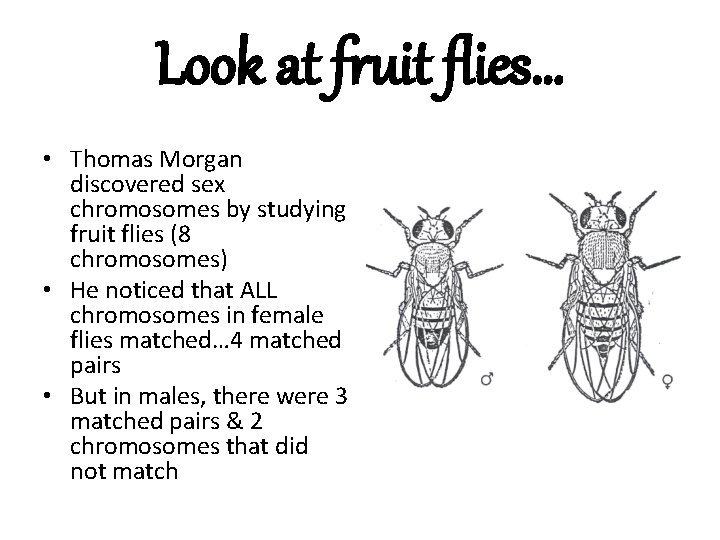 Look at fruit flies… • Thomas Morgan discovered sex chromosomes by studying fruit flies