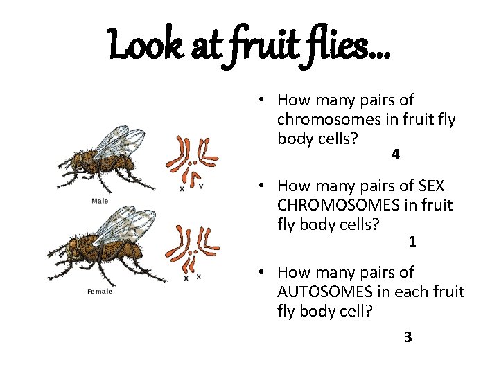 Look at fruit flies… • How many pairs of chromosomes in fruit fly body