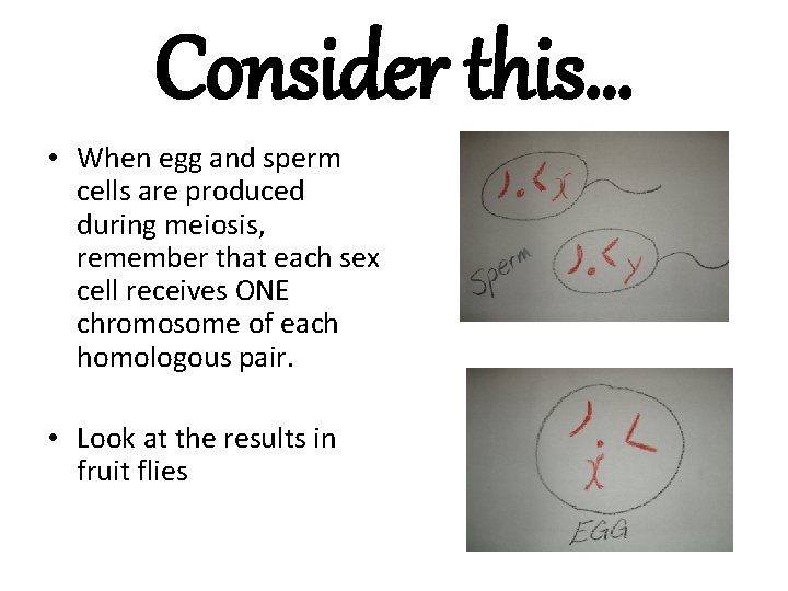 Consider this… • When egg and sperm cells are produced during meiosis, remember that