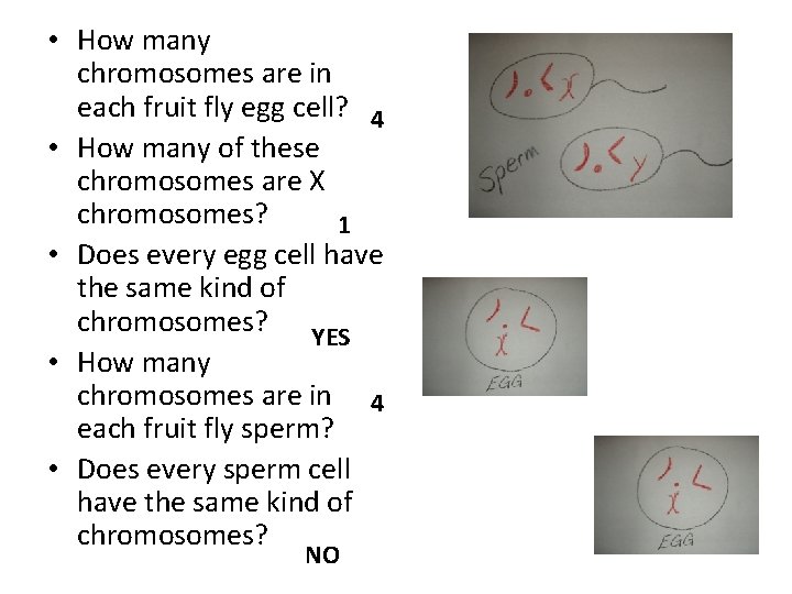  • How many chromosomes are in each fruit fly egg cell? 4 •