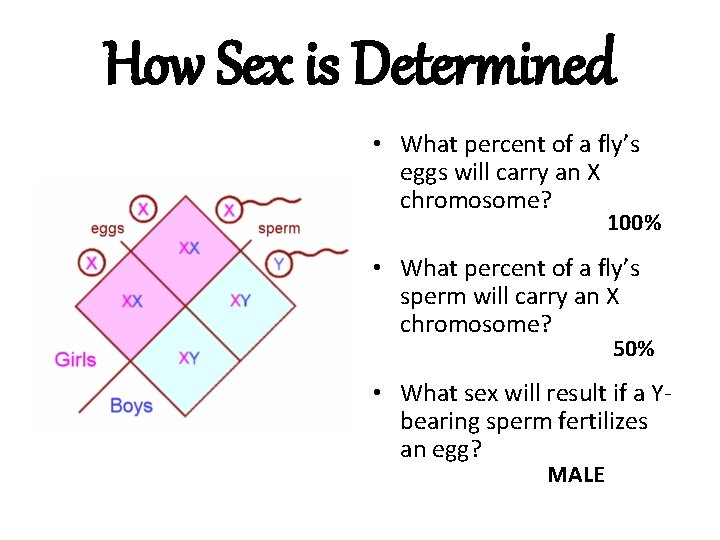 How Sex is Determined • What percent of a fly’s eggs will carry an