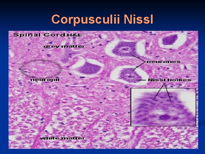 Corpusculii Nissl 