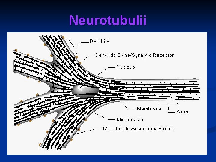 Neurotubulii 