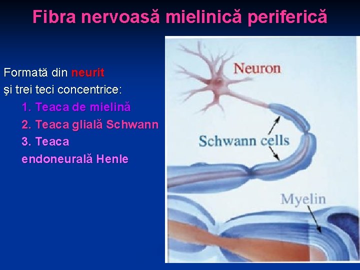 Fibra nervoasă mielinică periferică Formată din neurit şi trei teci concentrice: 1. Teaca de