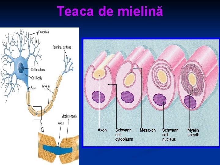 Teaca de mielină 