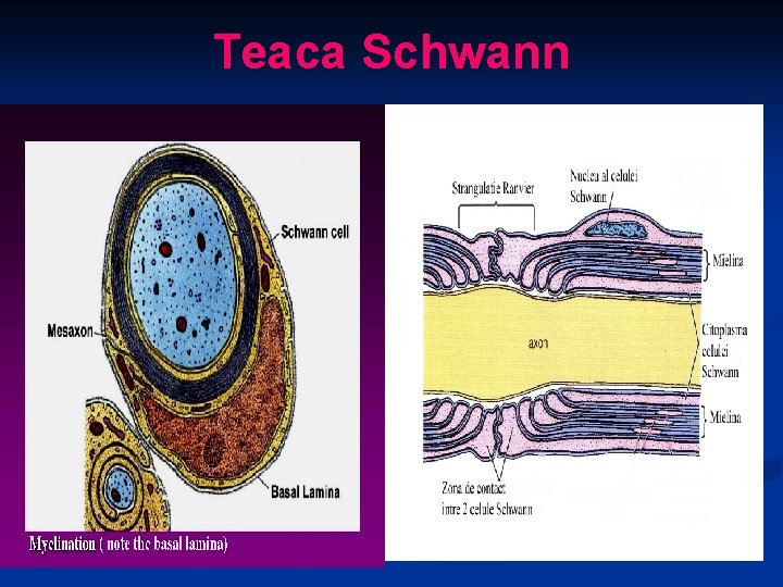 Teaca Schwann 