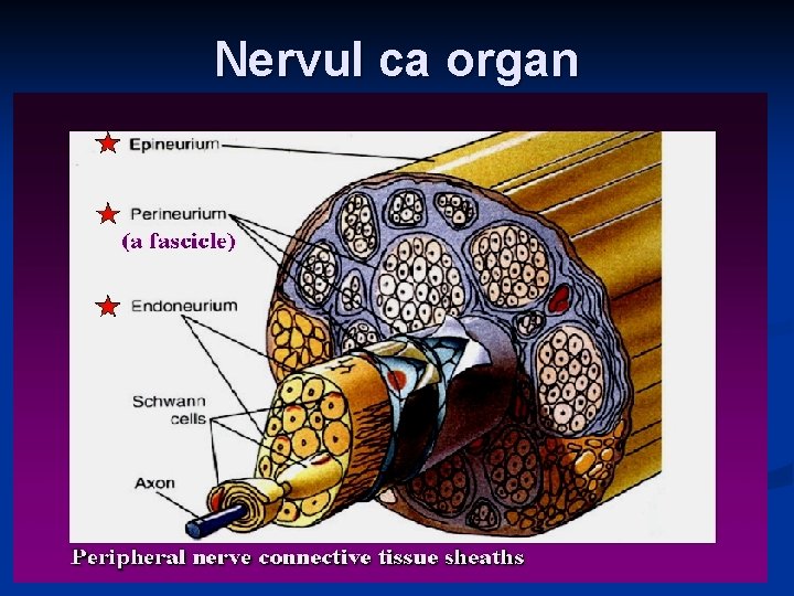 Nervul ca organ 