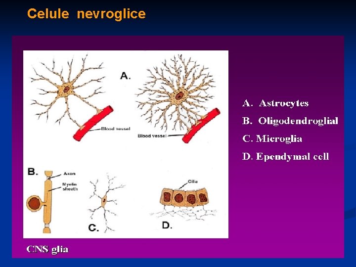 Celule nevroglice 