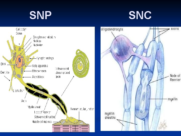SNP SNC 