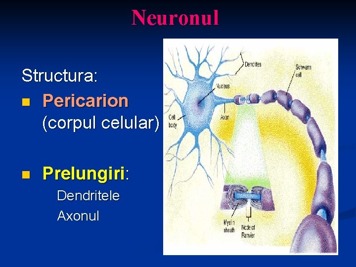 Neuronul Structura: n Pericarion (corpul celular) n Prelungiri: Dendritele Axonul 