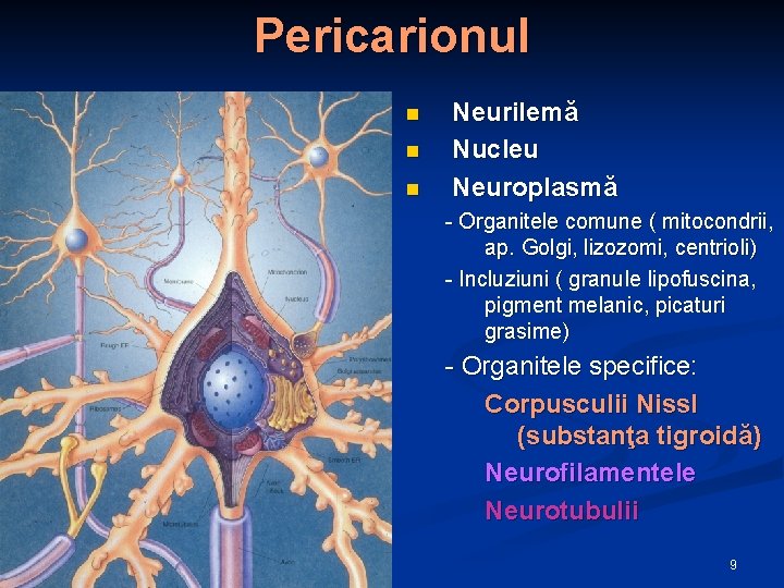 Pericarionul n n n Neurilemă Nucleu Neuroplasmă - Organitele comune ( mitocondrii, ap. Golgi,