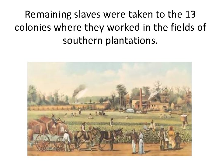 Remaining slaves were taken to the 13 colonies where they worked in the fields