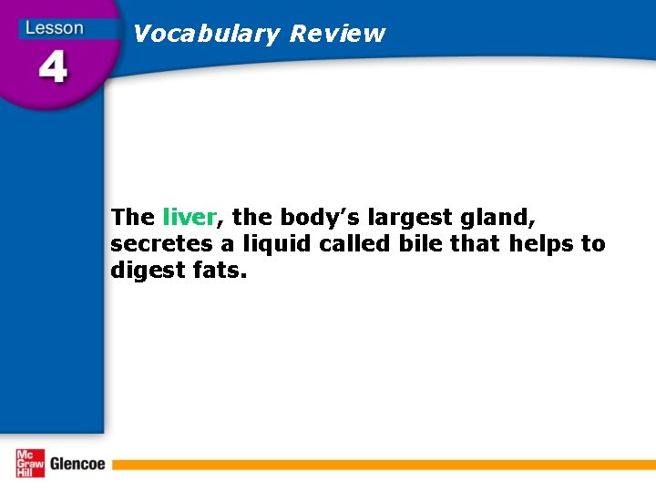 Vocabulary Review The liver, the body’s largest gland, secretes a liquid called bile that