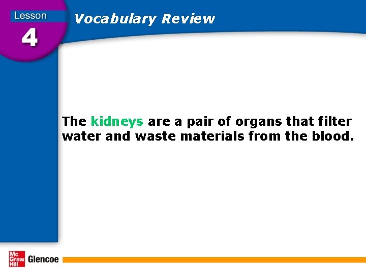 Vocabulary Review The kidneys are a pair of organs that filter water and waste