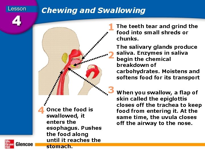 Chewing and Swallowing teeth tear and grind the 1 The food into small shreds