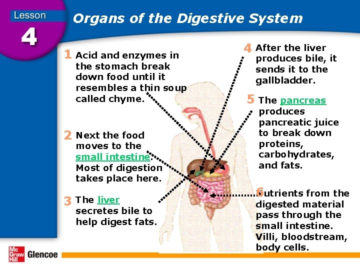 Organs of the Digestive System 1 Acid and enzymes in the stomach break down