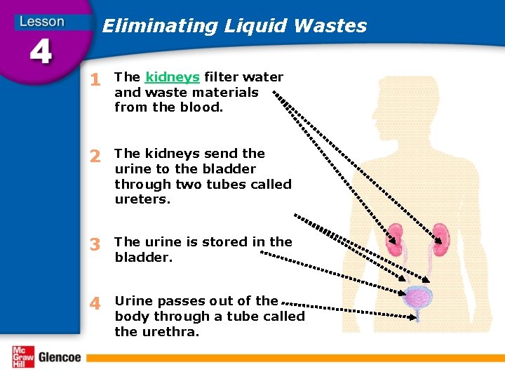 Eliminating Liquid Wastes 1 The kidneys filter water and waste materials from the blood.