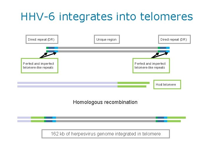 HHV-6 integrates into telomeres Direct repeat (DR) Perfect and imperfect telomere-like repeats Unique region