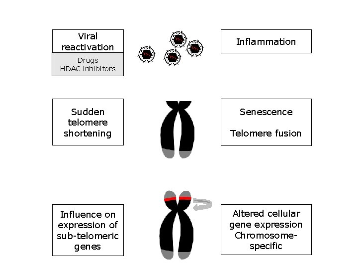 Viral reactivation Inflammation Drugs HDAC inhibitors Sudden telomere shortening Telomere fusion Influence on expression