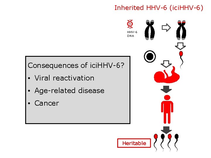 Inherited HHV-6 (ici. HHV-6) HHV-6 DNA Consequences of ici. HHV-6? • Viral reactivation •