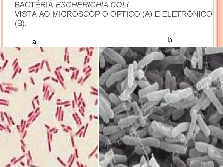 BACTÉRIA ESCHERICHIA COLI VISTA AO MICROSCÓPIO ÓPTICO (A) E ELETRÔNICO (B). a b 