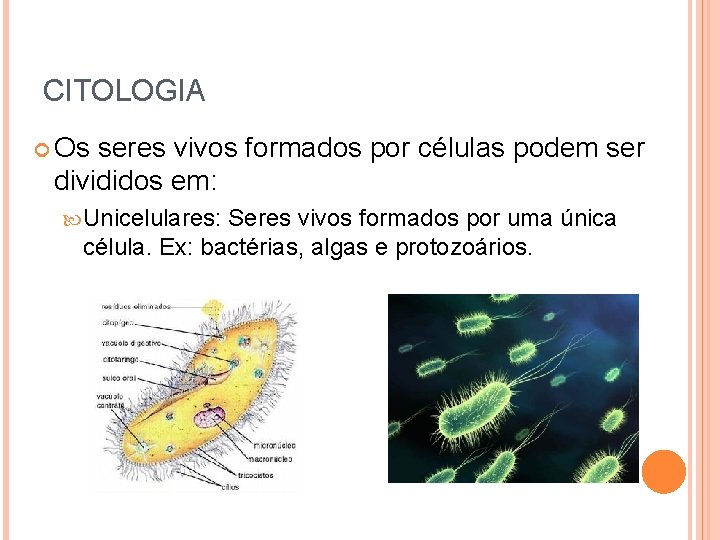 CITOLOGIA Os seres vivos formados por células podem ser divididos em: Unicelulares: Seres vivos