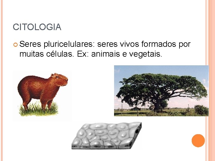 CITOLOGIA Seres pluricelulares: seres vivos formados por muitas células. Ex: animais e vegetais. 