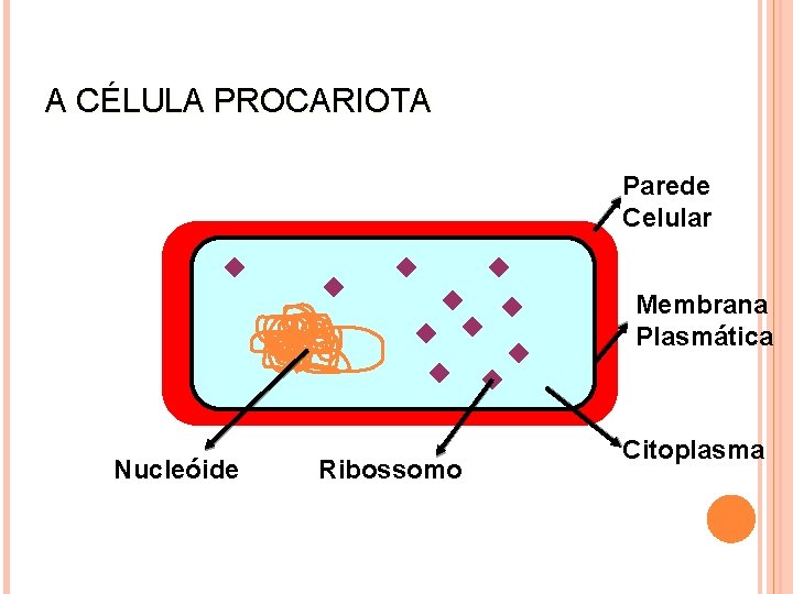 A CÉLULA PROCARIOTA Parede Celular Membrana Plasmática Nucleóide Ribossomo Citoplasma 
