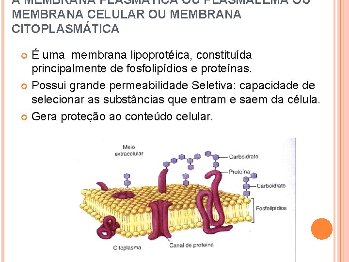 A MEMBRANA PLASMÁTICA OU PLASMALEMA OU MEMBRANA CELULAR OU MEMBRANA CITOPLASMÁTICA É uma membrana