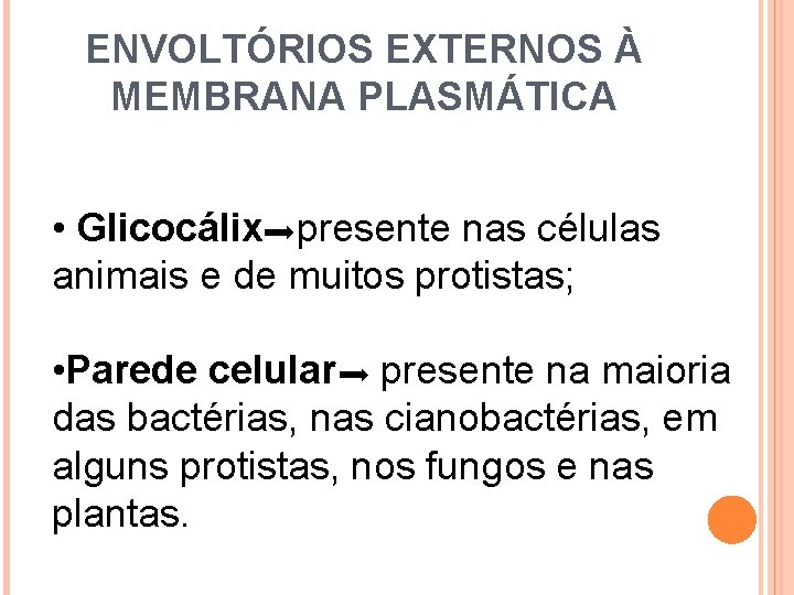 ENVOLTÓRIOS EXTERNOS À MEMBRANA PLASMÁTICA • Glicocálix presente nas células animais e de muitos