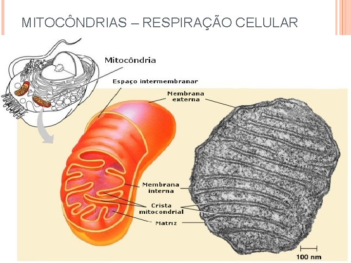 MITOCÔNDRIAS – RESPIRAÇÃO CELULAR 