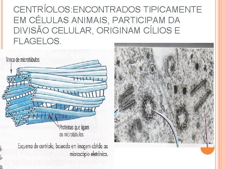 CENTRÍOLOS: ENCONTRADOS TIPICAMENTE EM CÉLULAS ANIMAIS, PARTICIPAM DA DIVISÃO CELULAR, ORIGINAM CÍLIOS E FLAGELOS.