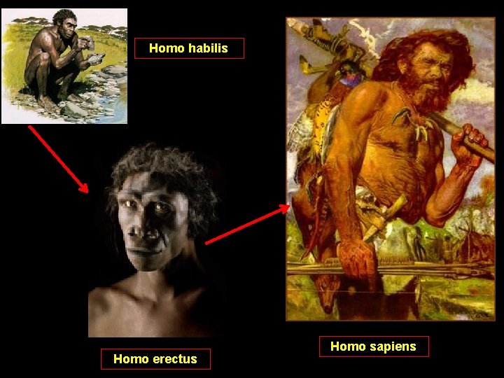 Homo habilis Homo erectus Homo sapiens 