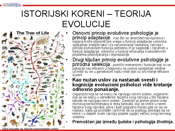 ISTORIJSKI KORENI – TEORIJA EVOLUCIJE • Osnovni princip evolutivne psihologije je princip adaptacije. Kao